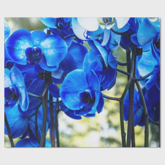 Blaue Orchidee Geschenkpapier (Flach)
