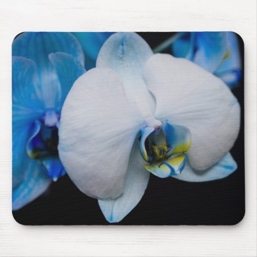 Blaue Orchidee Mousepad (Vorne)