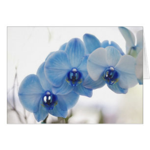 Blaue Orchideen