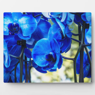 Blaue Orchideen Fotoplatte