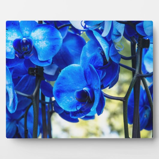 Blaue Orchideen Fotoplatte (Vorderseite)