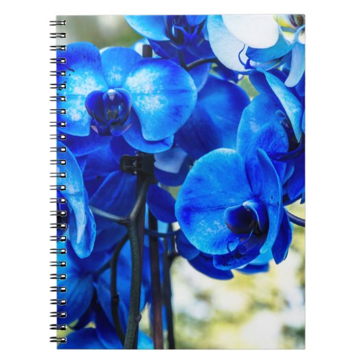 Blaue Orchideen Notizblock (Vorderseite)