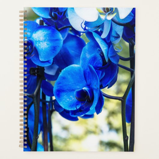 Blaue Orchideen Planer (Vorderseite)