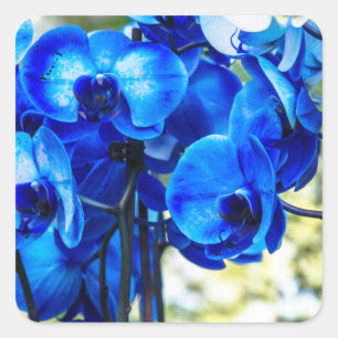 Blaue Orchideen Quadratischer Aufkleber