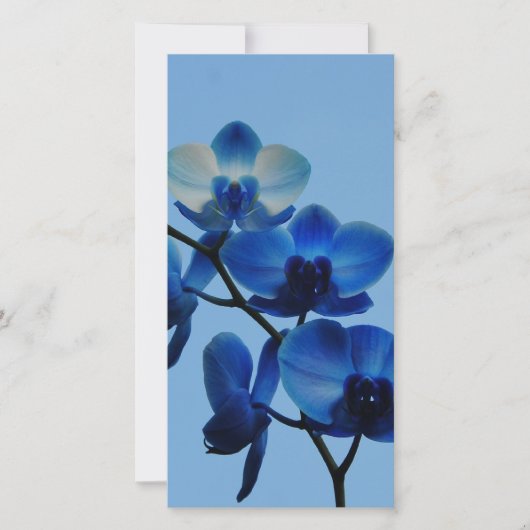 Blaue Ordhid (Vorderseite)