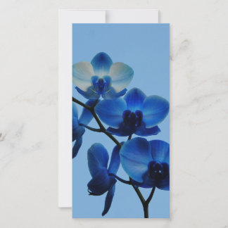 Blaue Ordhid