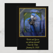 Blaue Papagei-Hochzeit Save The Date (Vorne/Hinten)