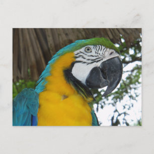 Blaue Papagei-Postkarte Postkarte