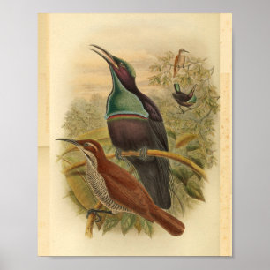 Blaue Paradiesvogel-Schießvogel Vintage-Druck aus Poster