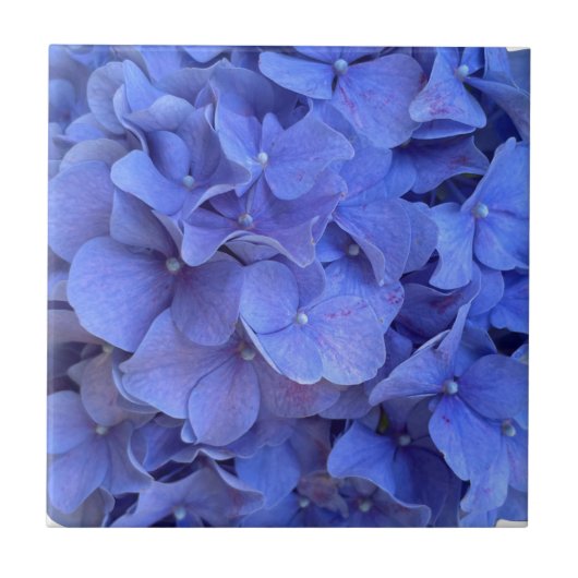 Blaue Perwinkle, elegante Blumenhydrangeas Fliese (Vorderseite)