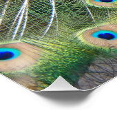 Blaue Pfaue mit farbenfrohen Plumage Foto glänzend Poster (Ecke)