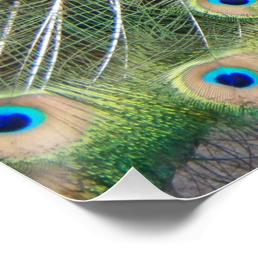 Blaue Pfaue mit farbenfrohen Plumage Foto glänzend Poster (Ecke)