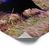 Blaue Pfauen Poster (Ecke)