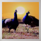 Blaue Pfauen Poster (Vorne)