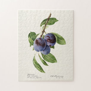Blaue Pflaumen (Prunus Domestica) Fruchtmalerei Puzzle