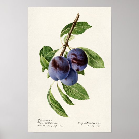 Blaue Pflaumen (Prunus Domestica) Poster (Vorne)