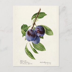 Blaue Pflaumen (Prunus Domestica) Postkarte