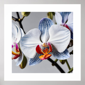 Blaue Phalaenopsis Orchids Kunstdrucke Poster