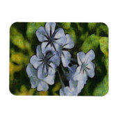 Blaue Plumbago-Blossom-Malerei Magnet (Horizontal)