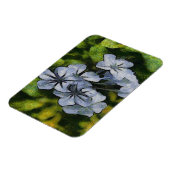 Blaue Plumbago-Blossom-Malerei Magnet (Linke Seite)