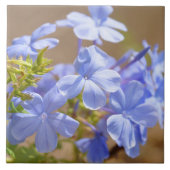 Blaue Plumbago-Blumen Fliese (Vorderseite)