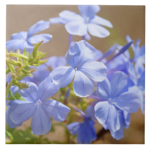 Blaue Plumbago-Blumen Fliese