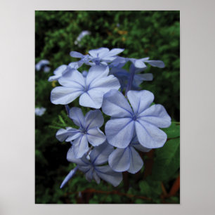 Blaue Plumbago-Blumen-Foto-Druck Poster