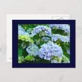 Blaue Postkarten Blumengärten Sommer Hydrangeas (Vorne/Hinten)