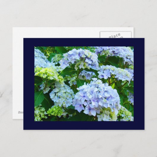 Blaue Postkarten Blumengärten Sommer Hydrangeas (Vorne/Hinten)