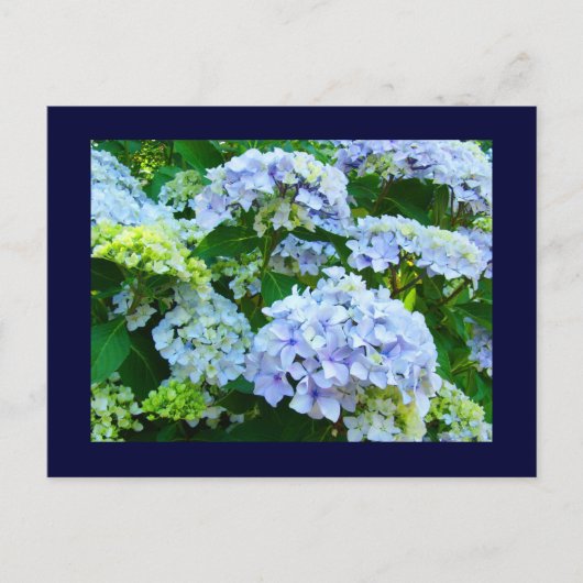 Blaue Postkarten Blumengärten Sommer Hydrangeas (Vorderseite)
