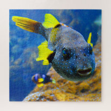 Blaue Puffer, Gelbe Fische und Gepunktete