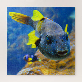 Blaue Puffer, Gelbe Fische und Gepunktete Puzzle