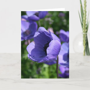 Blaue Purpur-Anemonen-Blumenfotografie GC Karte