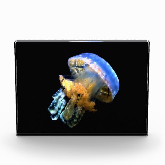 Blaue Qualle Fotoblock (Vorderseite)