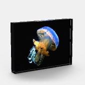 Blaue Qualle Fotoblock (Links)