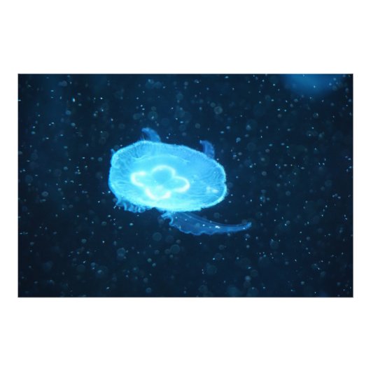 Blaue Qualle Fotodruck (Vorne)