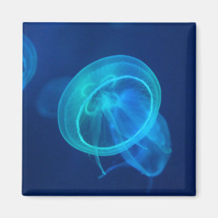 Blaue Qualle Magnet