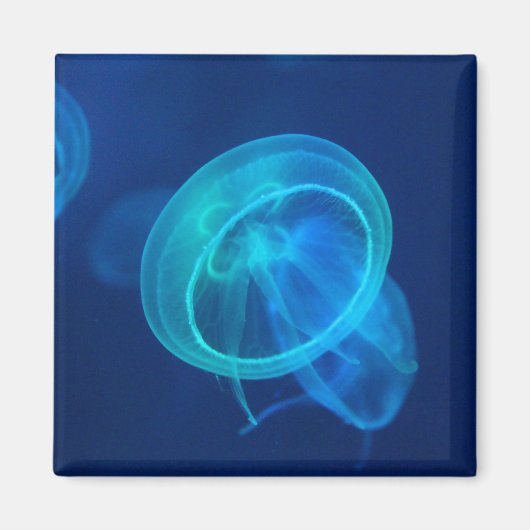 Blaue Qualle Magnet (Vorne)
