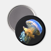 Blaue Qualle Magnet (Vorderseite/Rückseite)