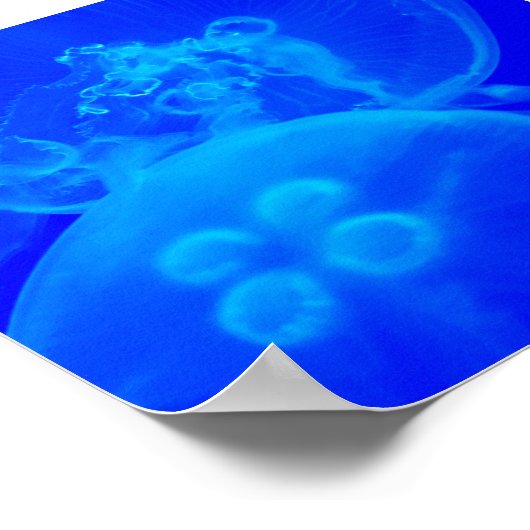 Blaue Qualle Poster (Ecke)