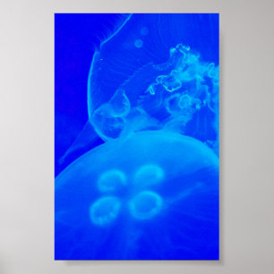Blaue Qualle Poster