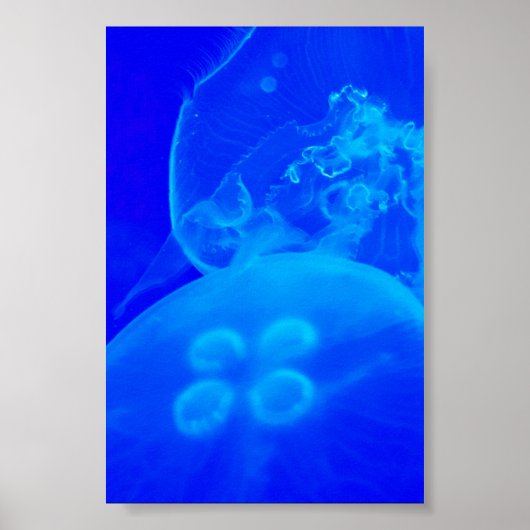 Blaue Qualle Poster (Vorne)