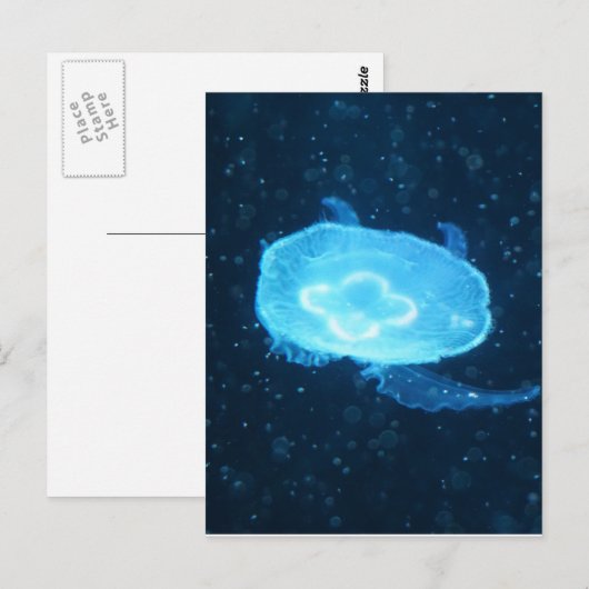 Blaue Qualle Postkarte (Vorne/Hinten)