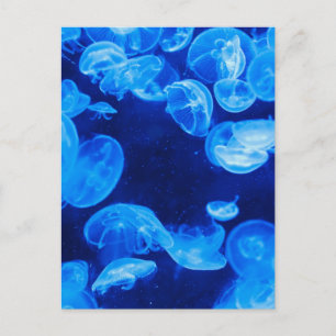 Blaue Qualle Postkarte
