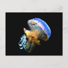 Blaue Qualle Postkarte