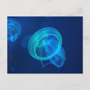 Blaue Qualle Postkarte