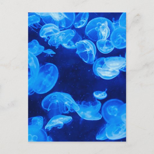 Blaue Quallen unter Wasser Postkarte (Vorderseite)