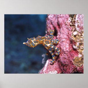 Blaue Ringeloktopie Poster
