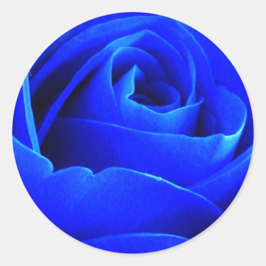 Blaue Rose Aufkleber (Vorderseite)