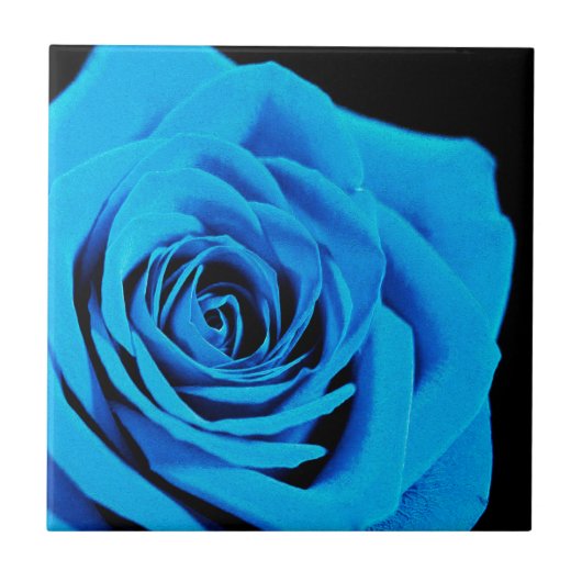 Blaue Rose Fliese (Vorderseite)